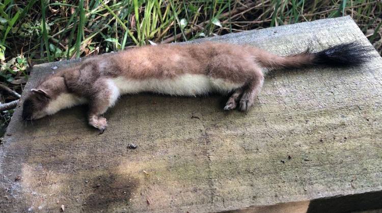 Pest control in Tawa bush&nbsp;reserves