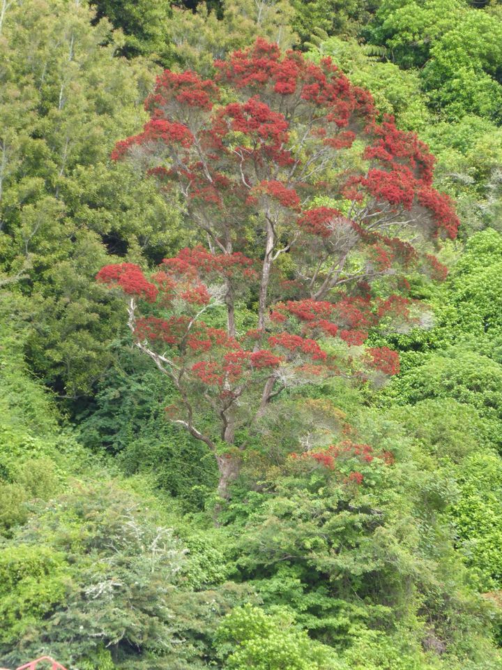 Northern Rātā | Woodburn Reserve