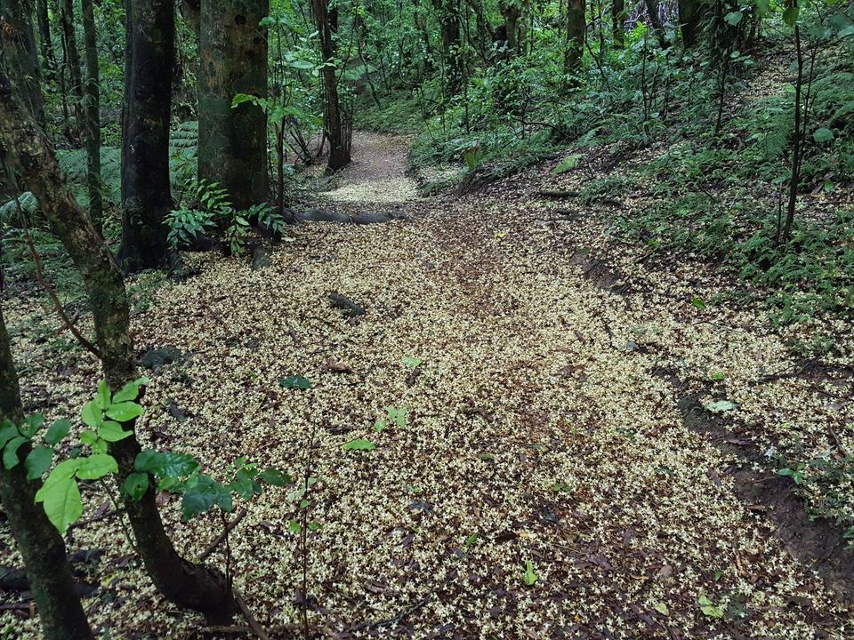 Kohekohe flowering and carpeting bush floor