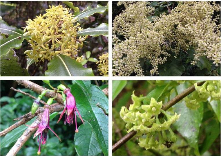 photo of four flowering native plants