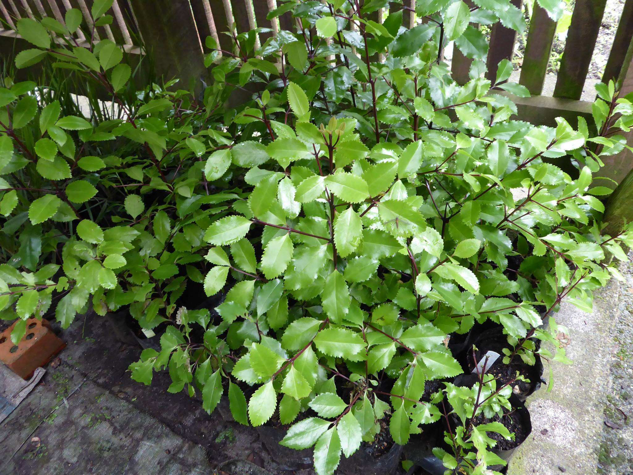 propgation of pukatea