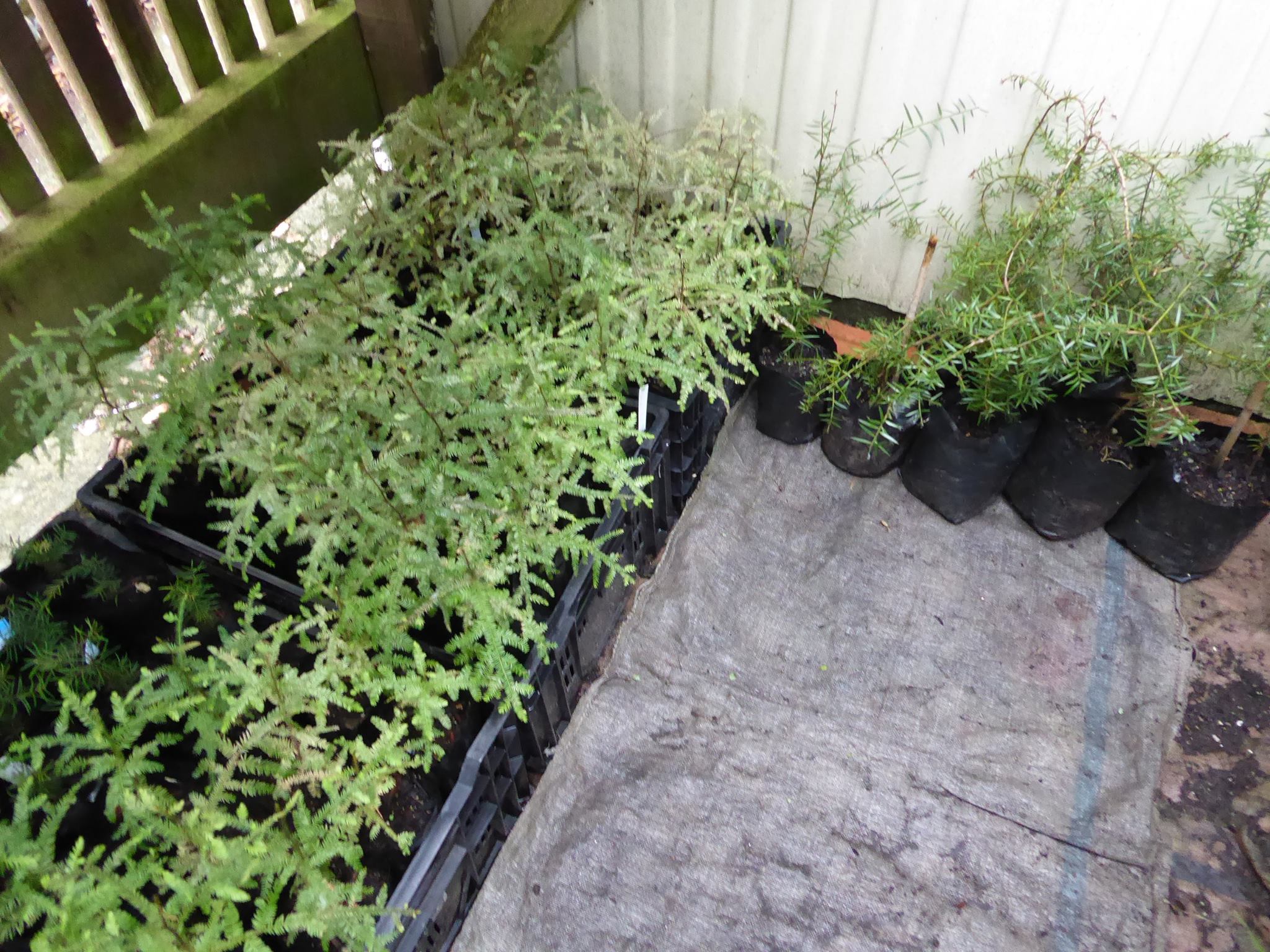 kahikatea being propogated