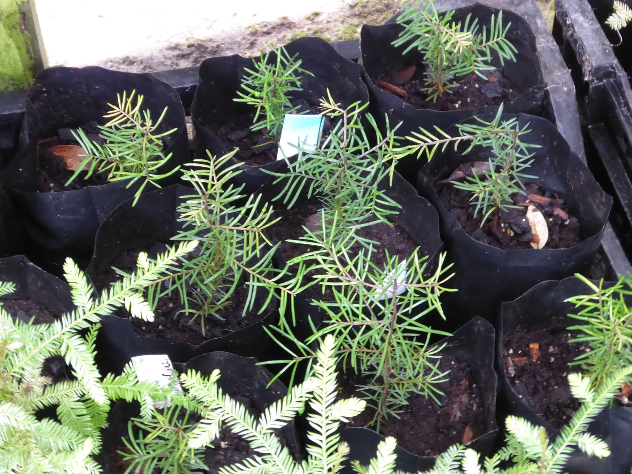 Matai under propogation