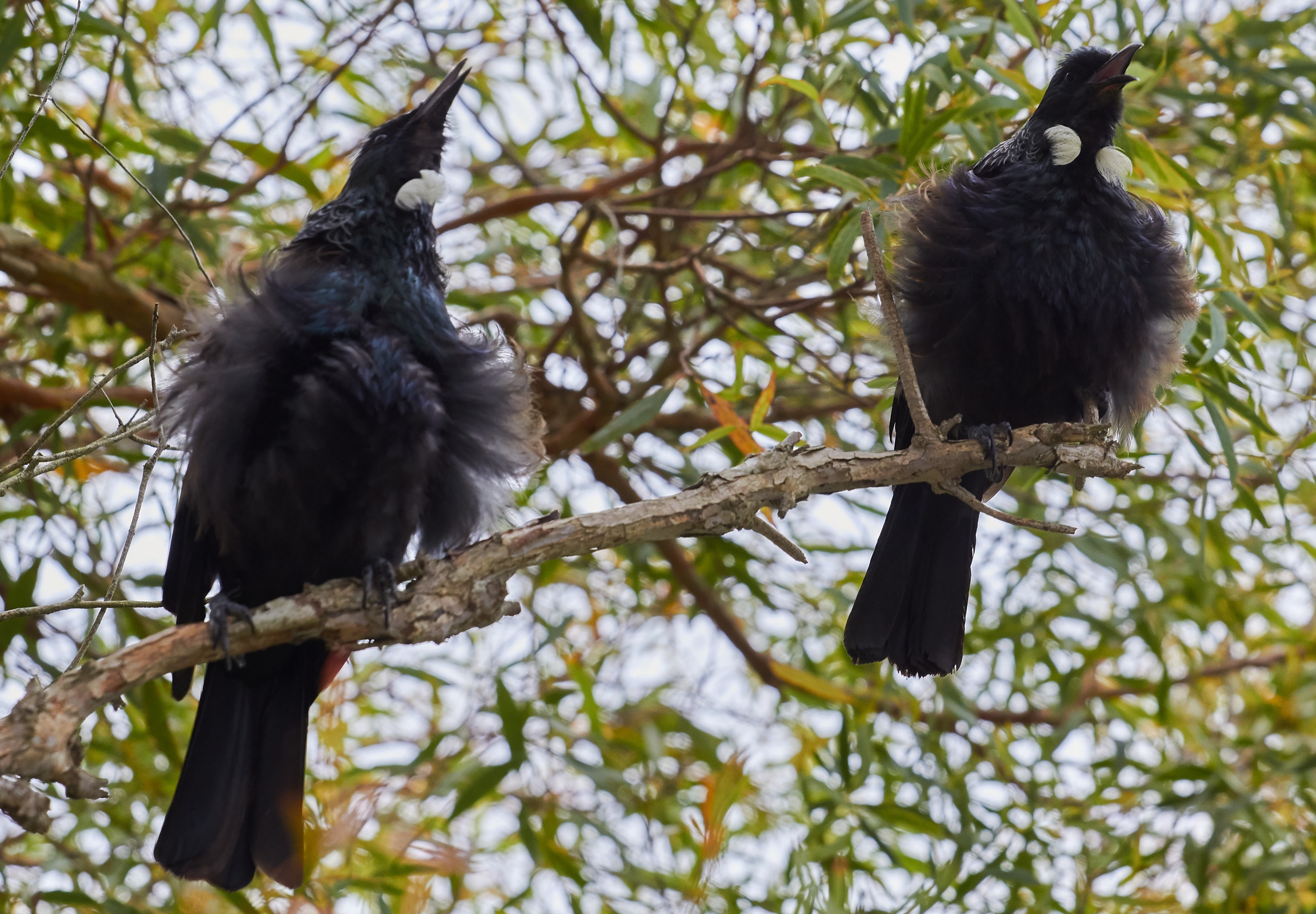 Juvenile tui