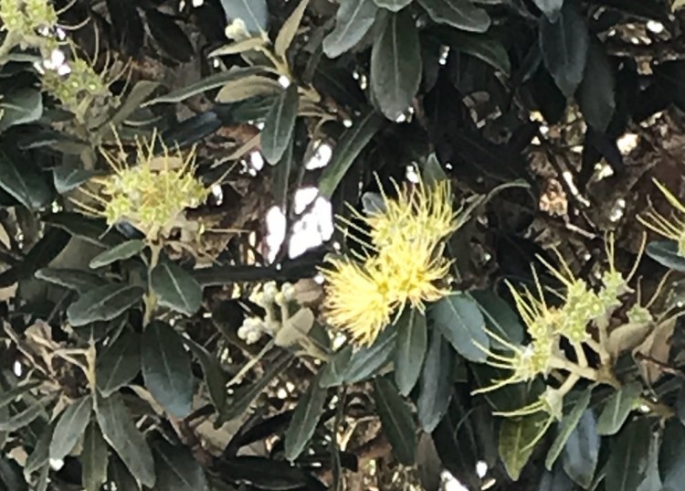 Did you see this? A yellow flowered pohutukawa tree in&nbsp;Tawa