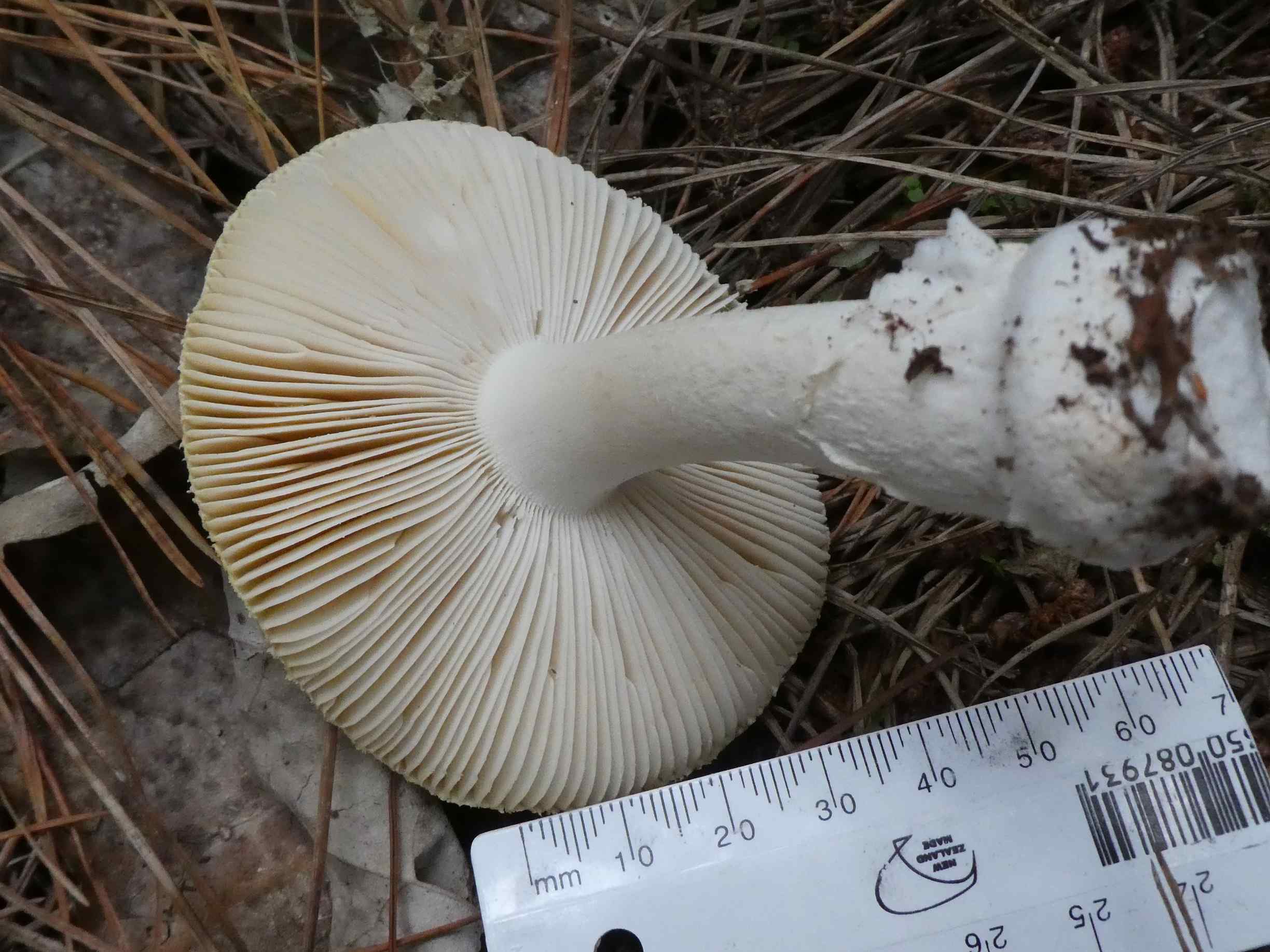Amanita junquillea - Jewelled Amanita