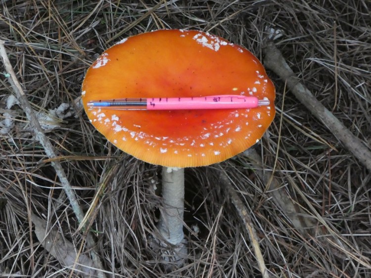 Amanita muscaria (Scarlet Flycap) A