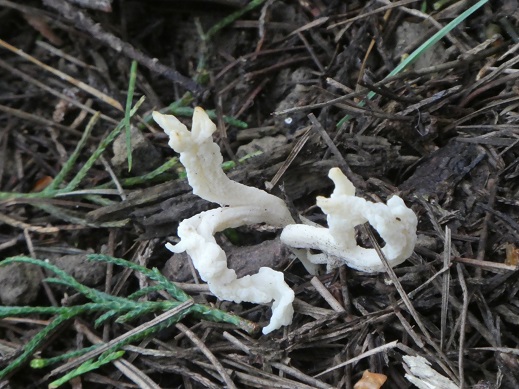 Clavulina rugosa (Wrinkled Coral Fungus) 2 B