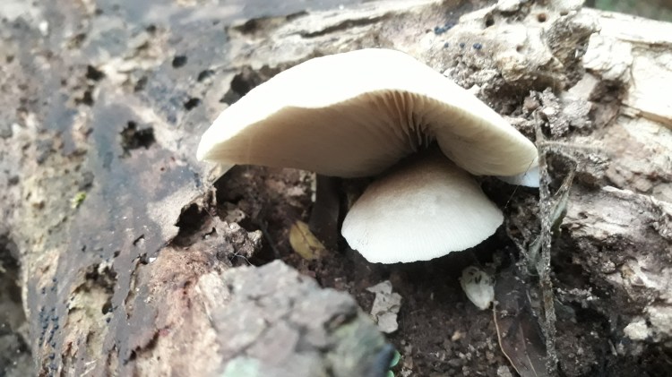 Conchomyces bursiformis white coloured fungi on a log