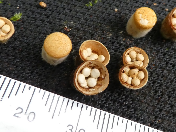 Crucibulum laeve - Common Bird's Nest Fungus