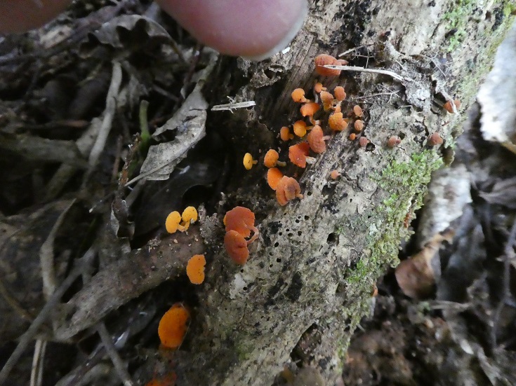 Favolaschia calocera - Orange Pore Fungus