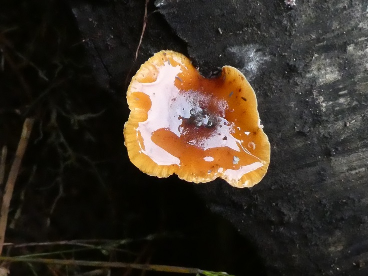 Flammulina velutipes - Velvet Foot