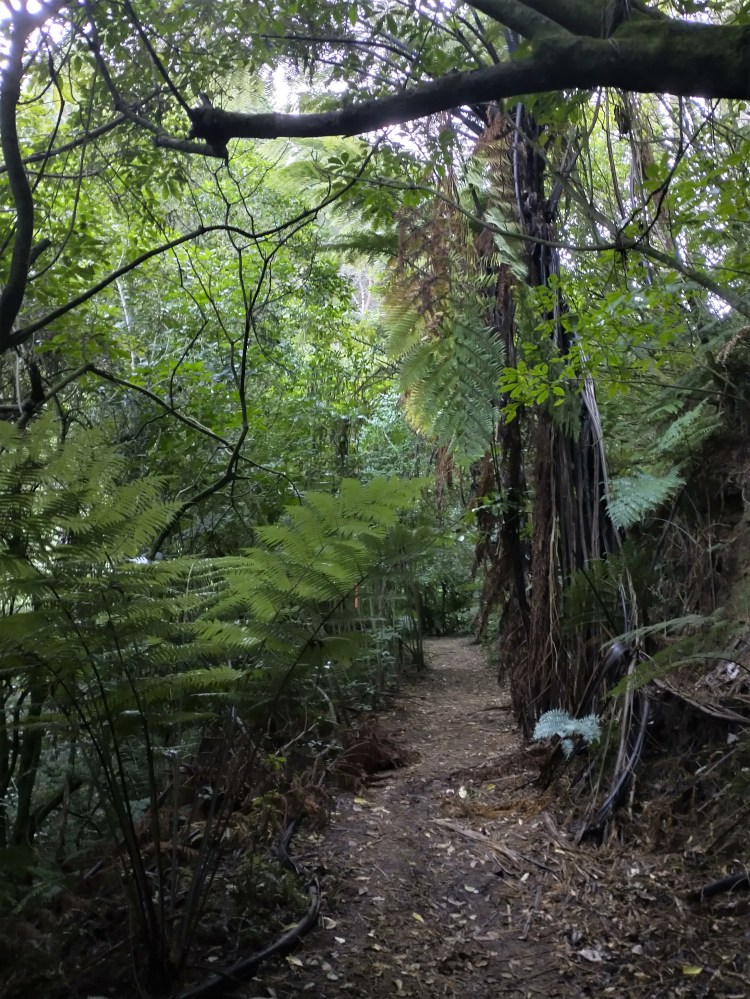 forest_of_tawa_ferns