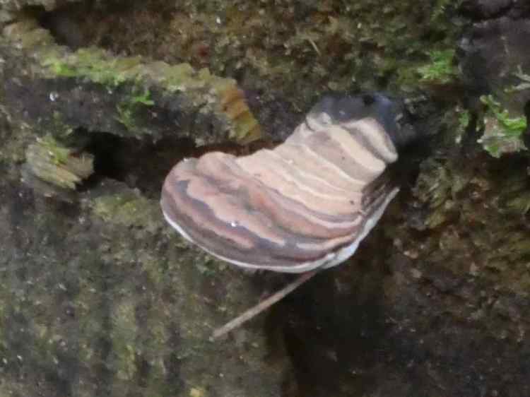 Ganoderma (Genus) Bracket fungi 2
