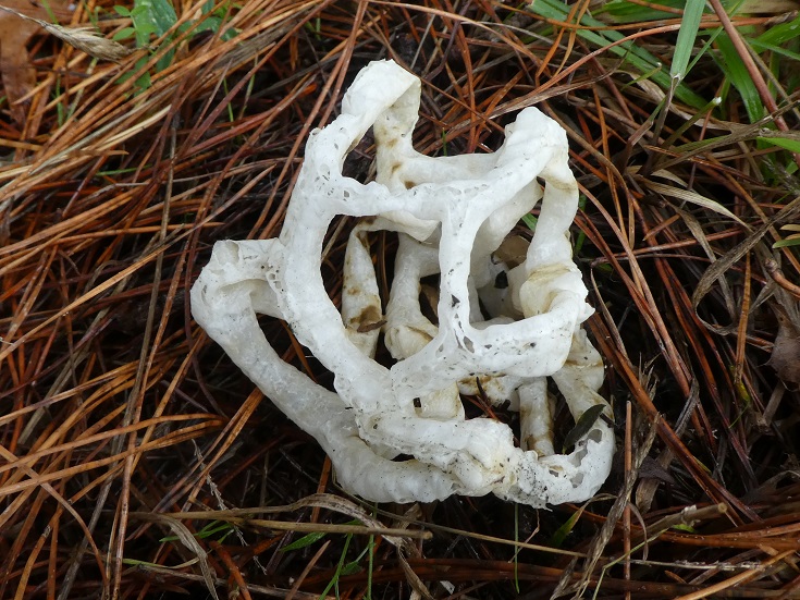 Ileodictyon cibarium - White Basket Fungus