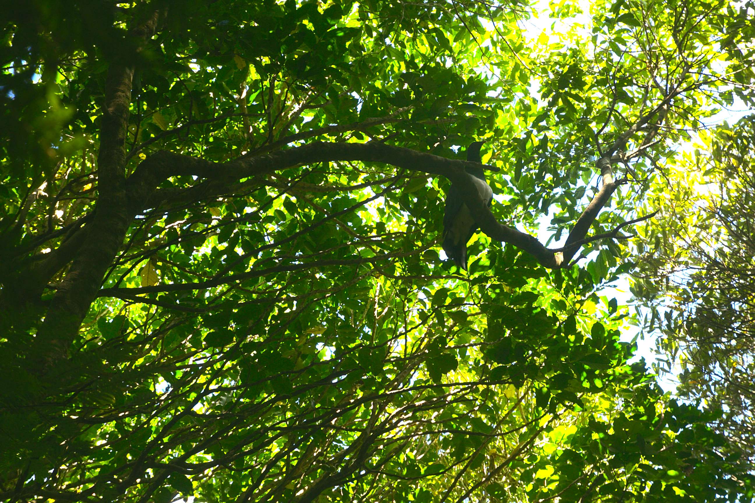 Kereru NZ native woodpigeon on lookout from high up in a tree at Wilf Mexted reserve