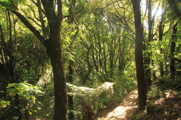 Wilf Mexted Reserve | Friends of Tawa Bush