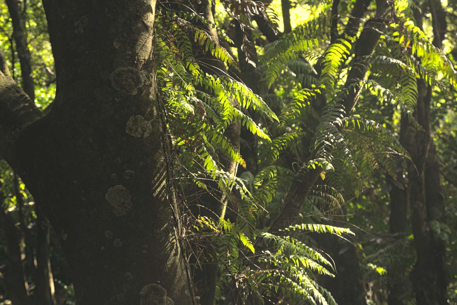Wilf Mexted Reserve Thread fern pānako growing up a tree