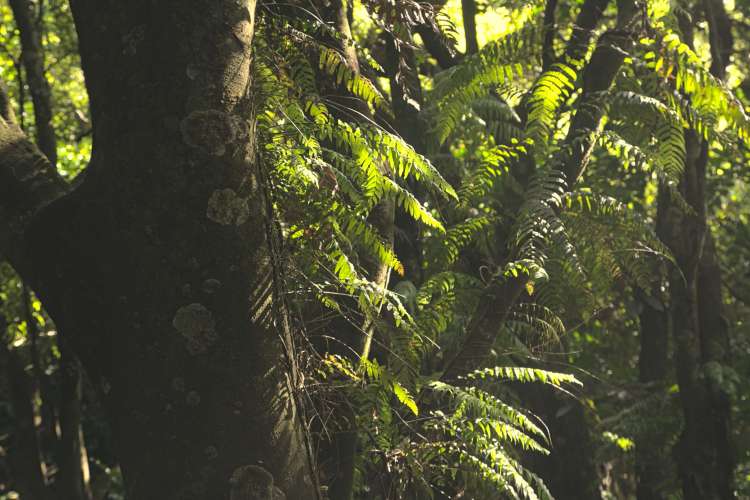 Know the native trees in Tawa reserves with Gil Roper –  Thread fern –&nbsp;pānako