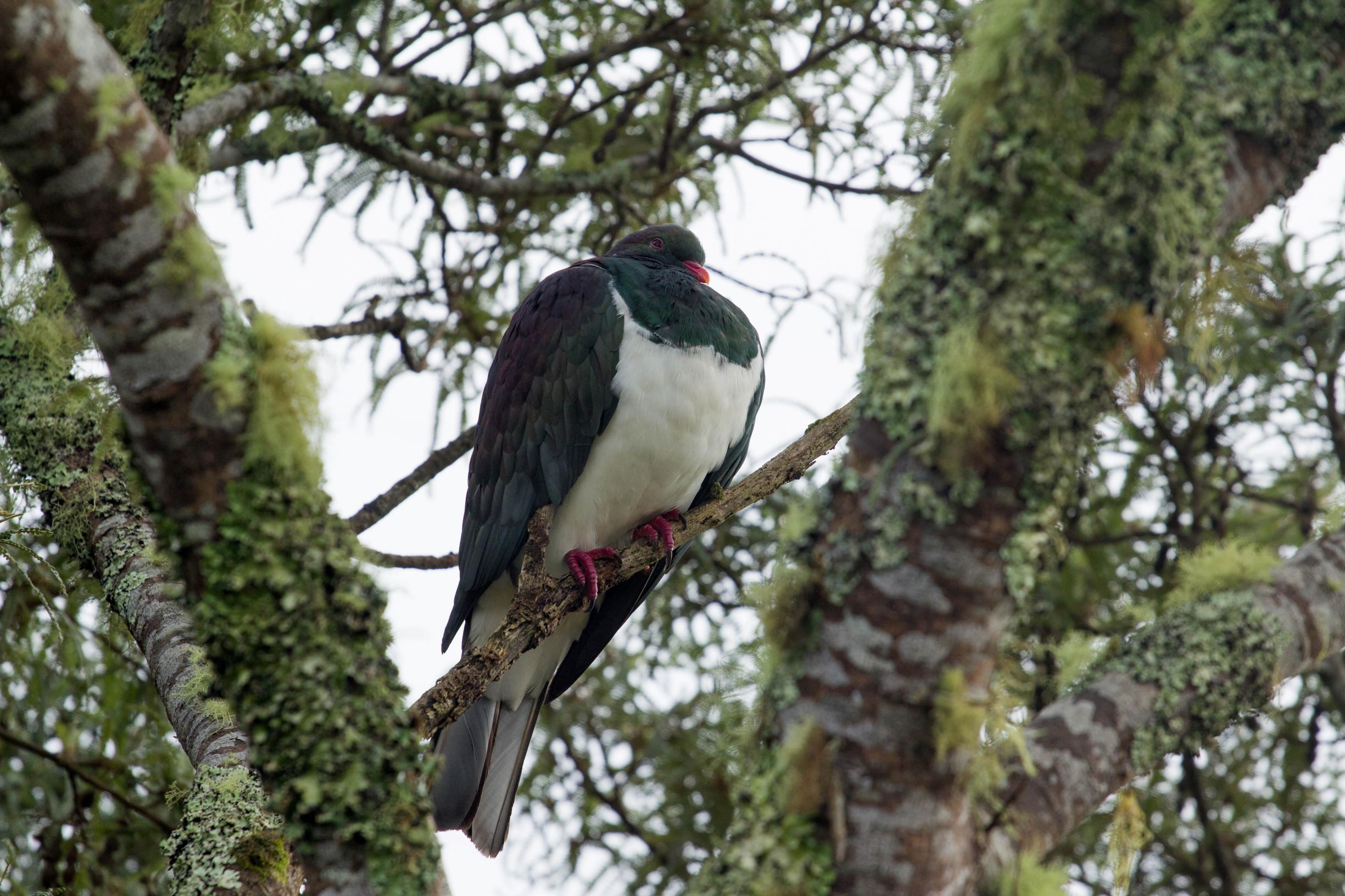 Kererū- NZ Native wood pigeon