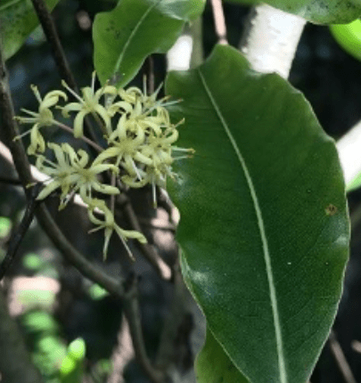 Have you observed lemonwood trees&nbsp;recently?