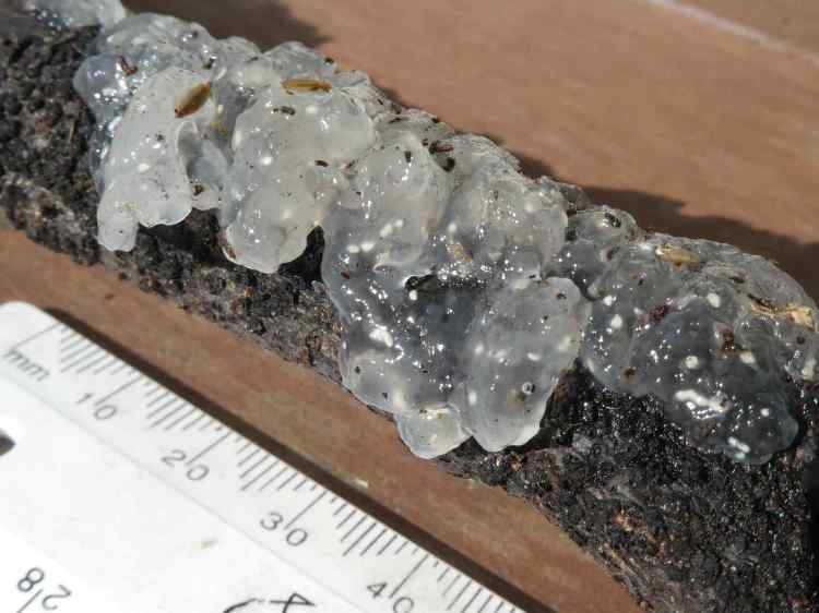 Myxarium nucleatum - Crystal Brain Fungus