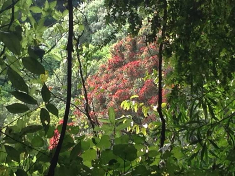 Redwood Reserve Northern Rātā flowering