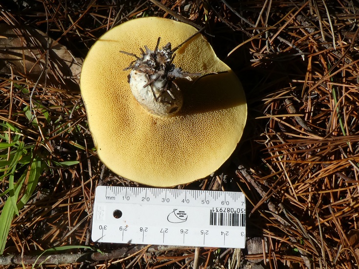 Suillus granulatus - Dotted-stalked Suillus