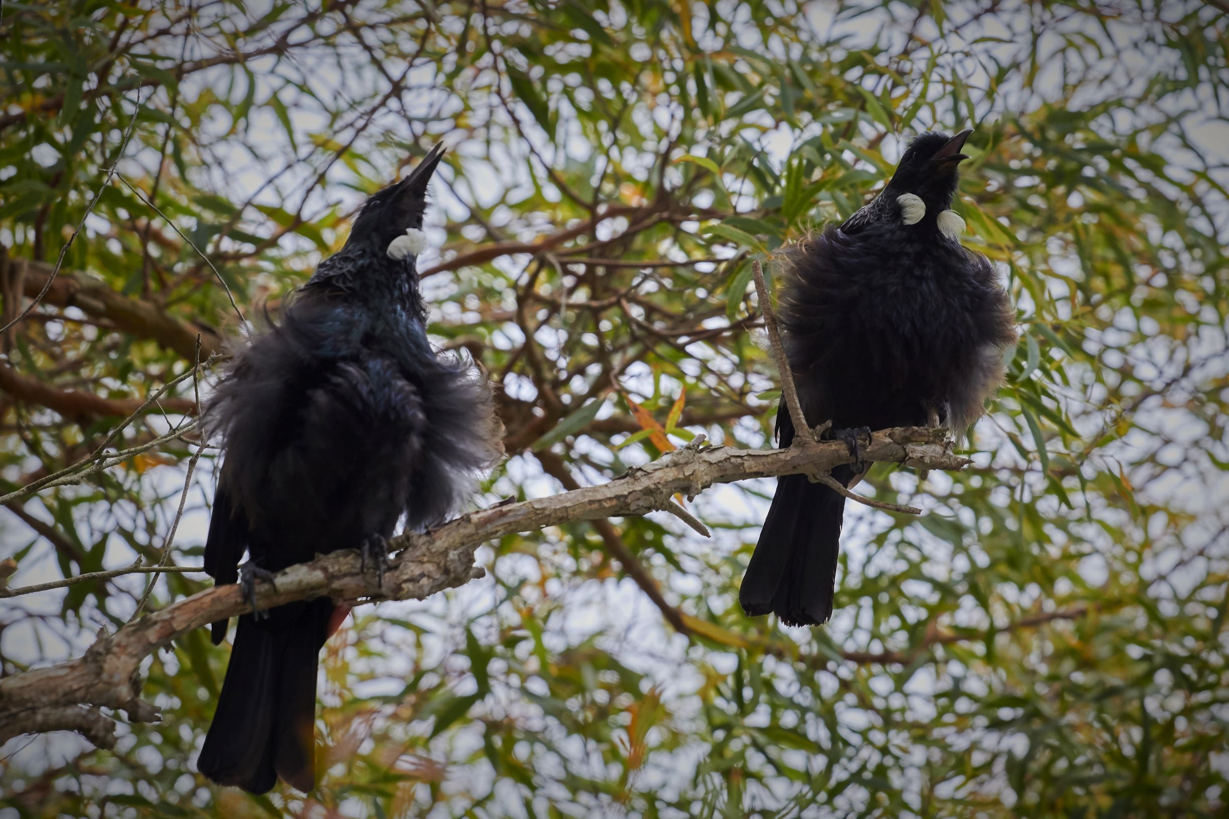 Two tūī's singing