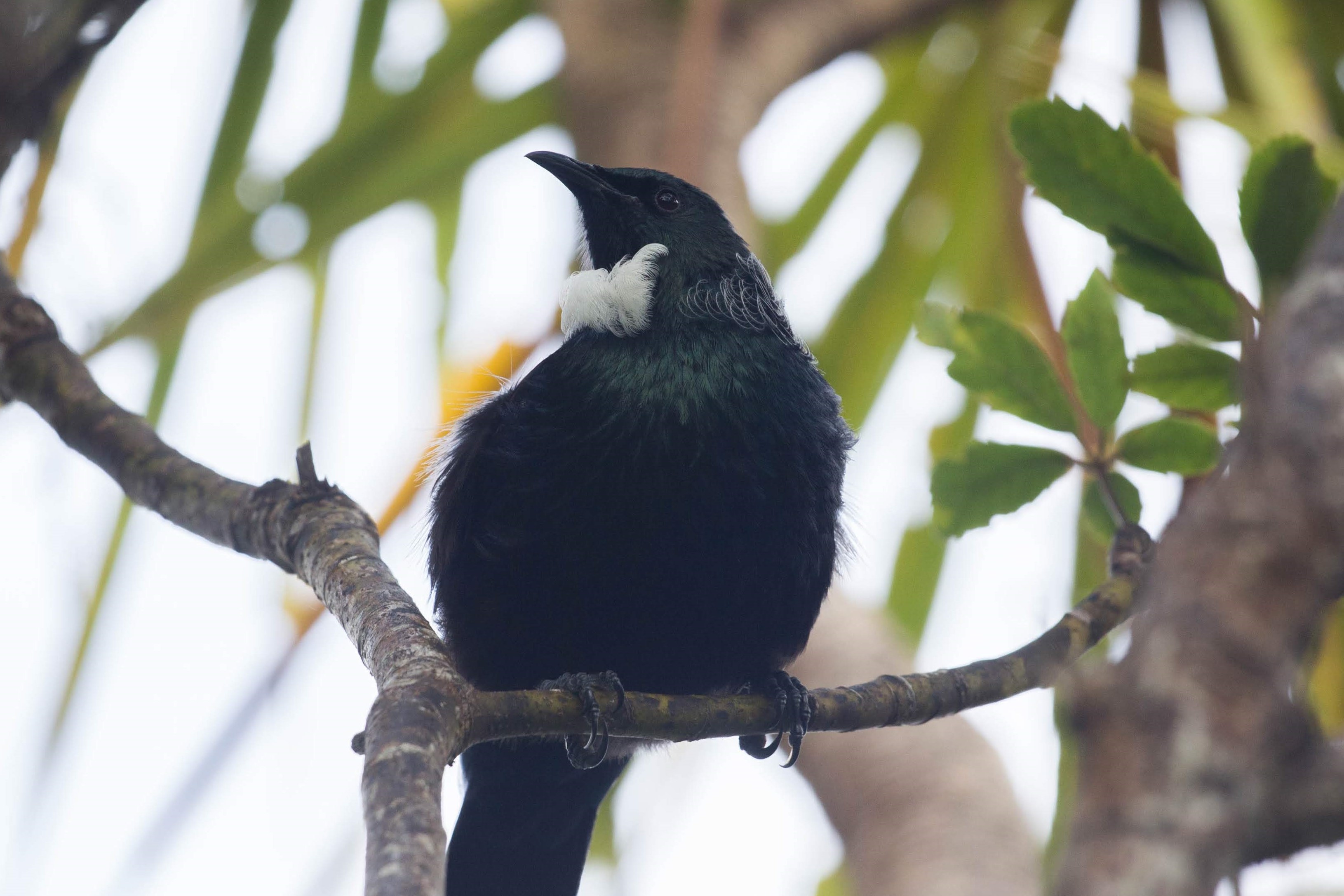 tūī