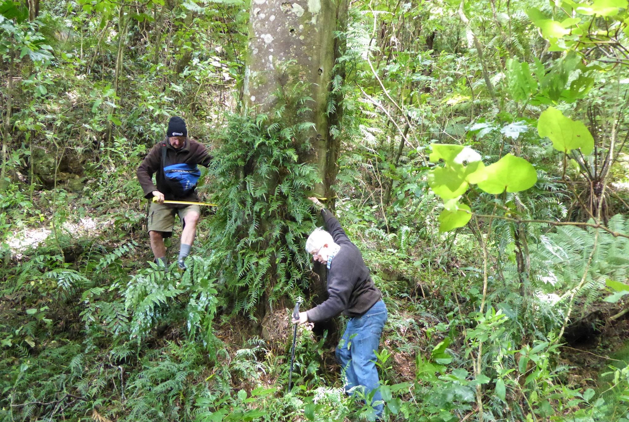 Biggest Tawa tree Redwood Reserve - Peter Saxton and Gil Roper measure the reputed largest Tawa tree in the Tawa Reserves
