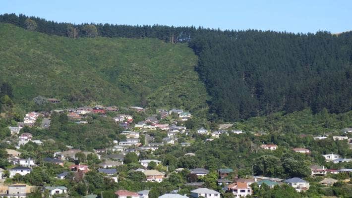 Forest of Tane Stuff Article