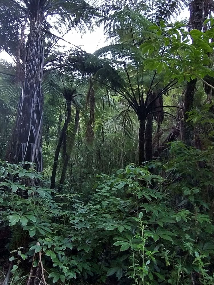 Know the native tree species in Tawa reserves with Gil Roper – Mamaku or&nbsp;Ponga?