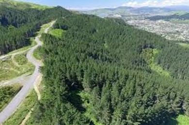 Forest of Tawa aerial view of Spicer Road | Friends of Tawa Bush Reserves