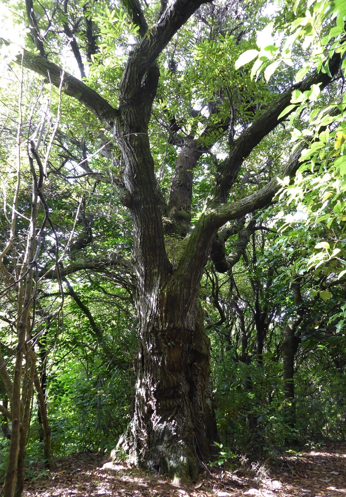 Hinau Elaeocarpus dentatus