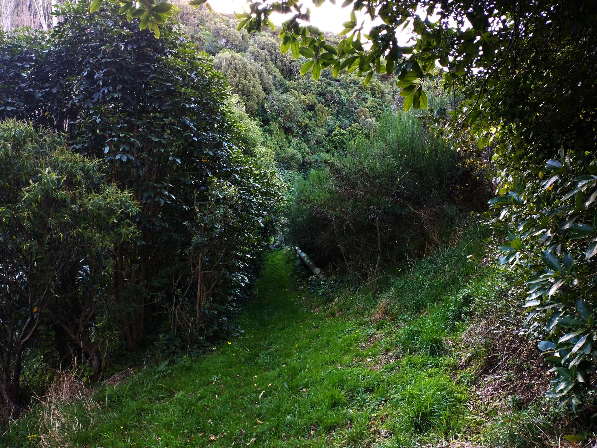 Woodburn Reserve path near beginning April 2021 | Friends of Tawa Bush