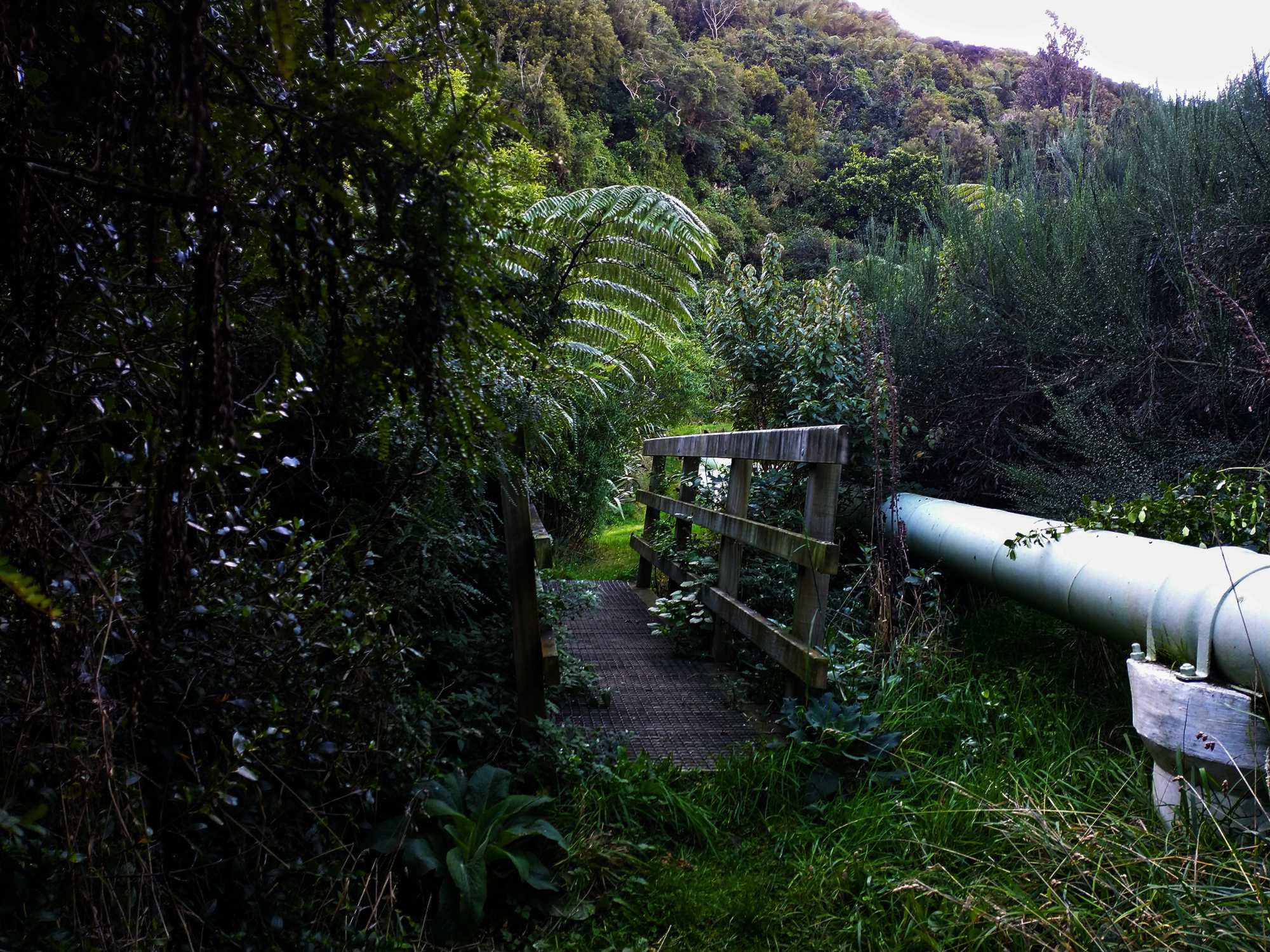 Woodburn Reserve Bridge April 2021 | Friends of Tawa Bush