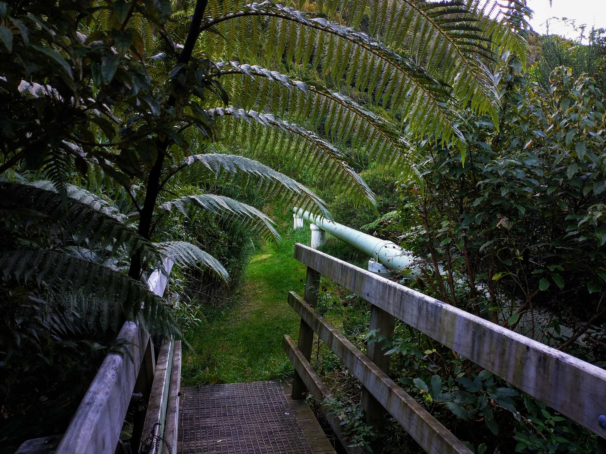 Woodburn Reserve April 2021 | Friends of Tawa Bush