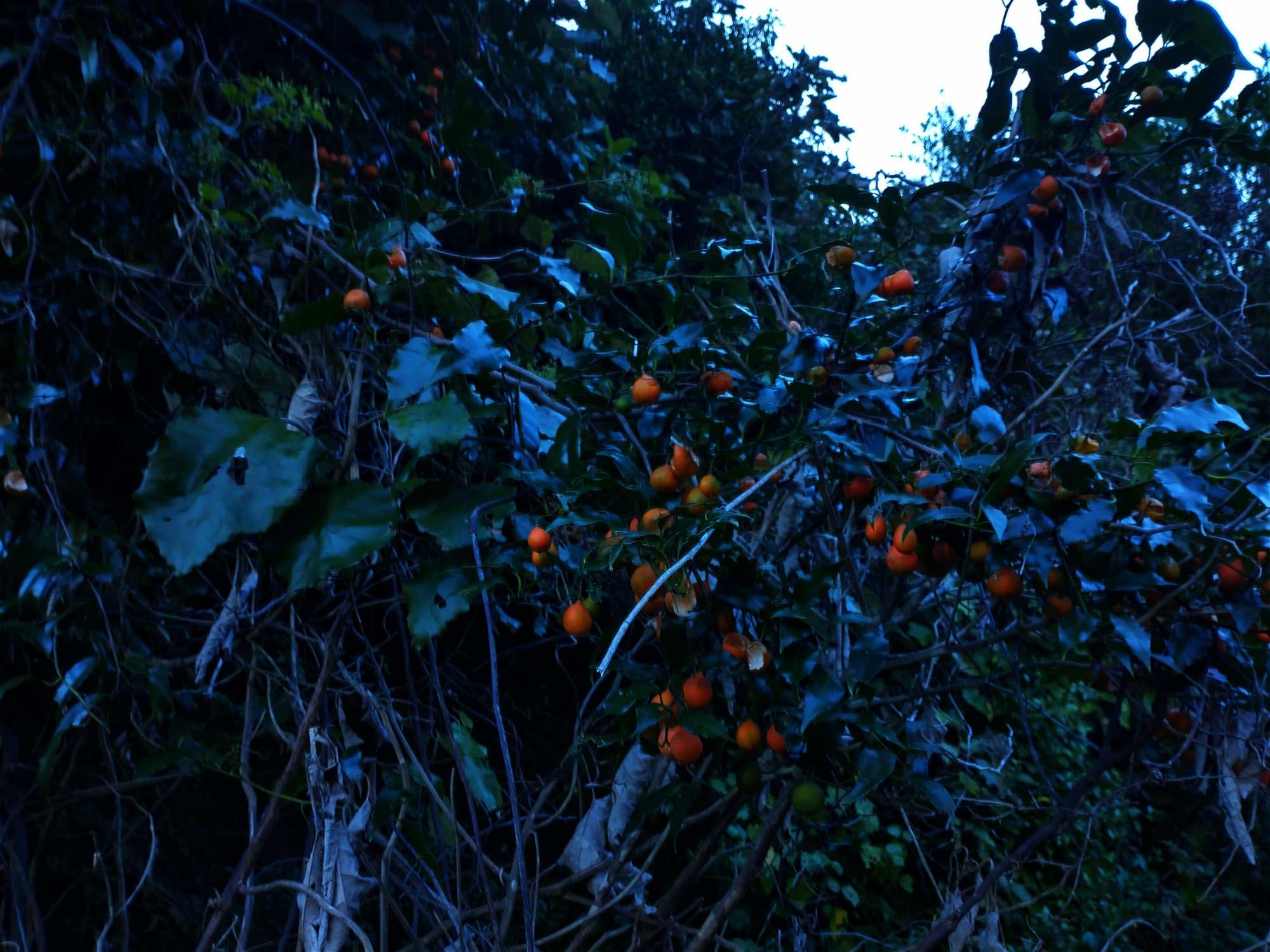 Woodburn Reserve April 2021 | Friends of Tawa Bush