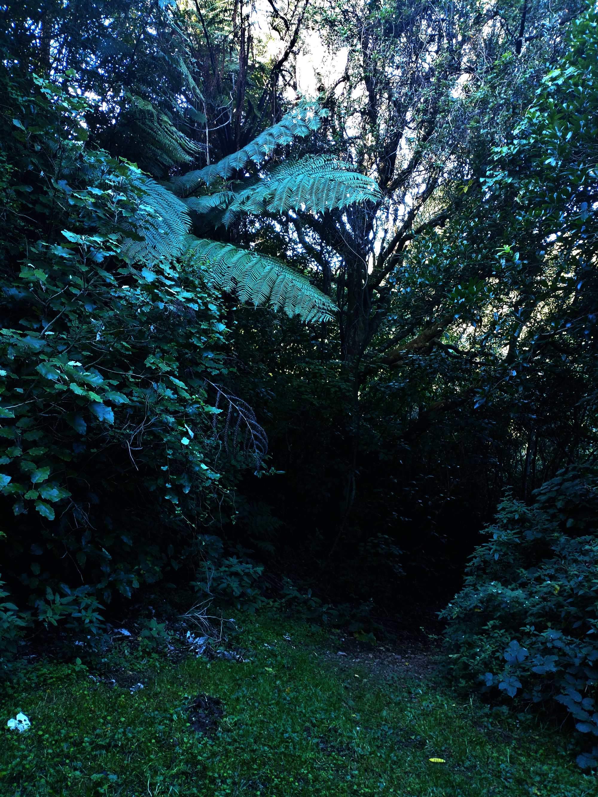 Woodburn Reserve April 2021 | Friends of Tawa Bush