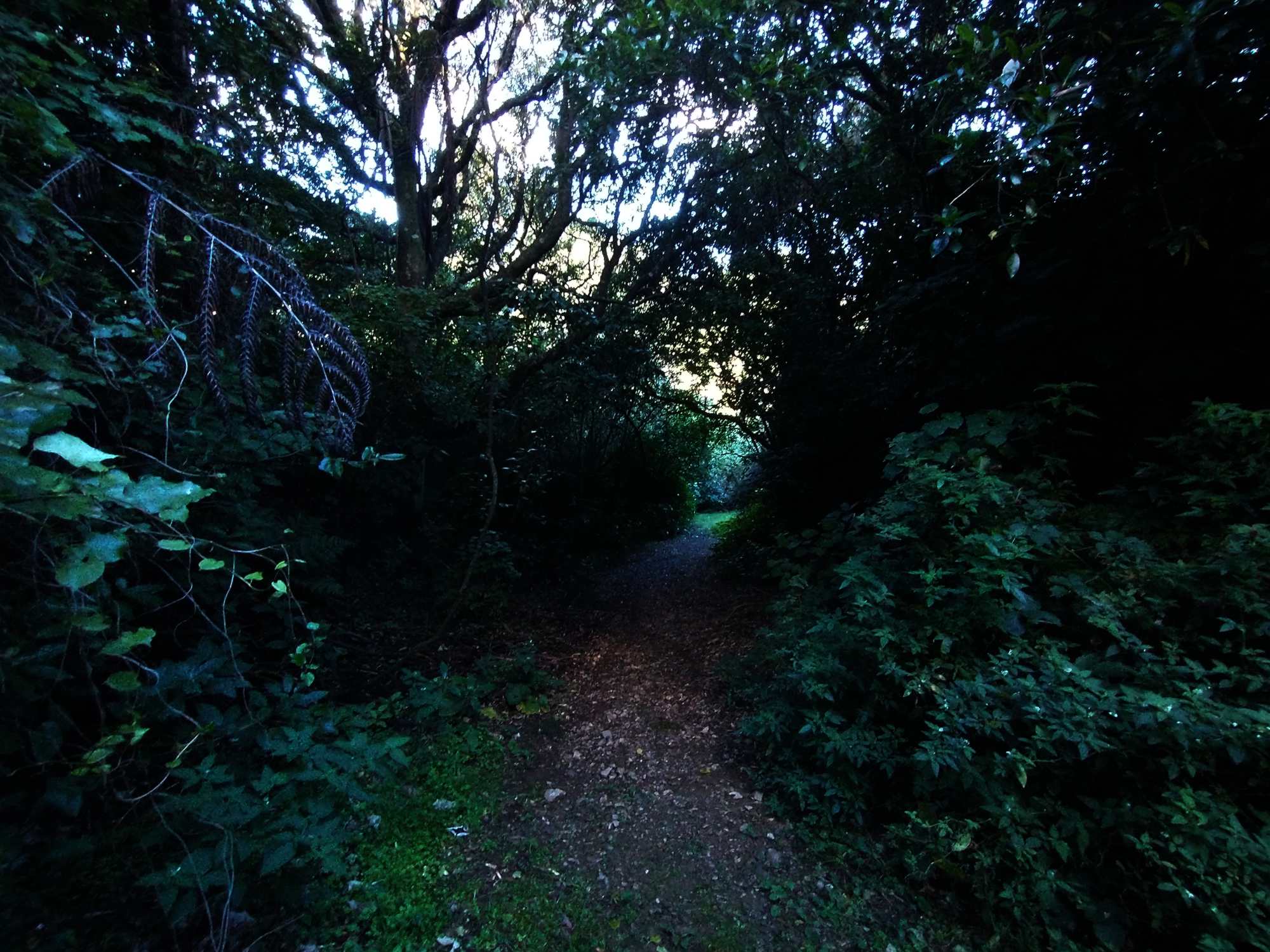 Woodburn Reserve April 2021 | Friends of Tawa Bush