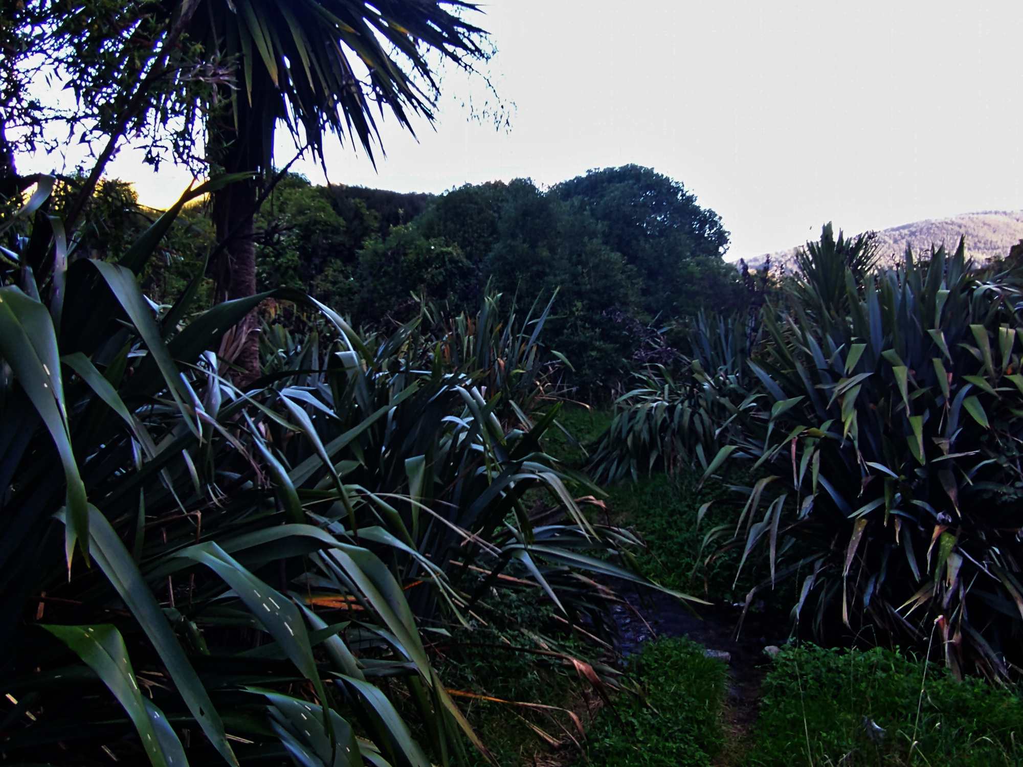 Stream at Woodburn Reserve April 2021 | Friends of Tawa Bush