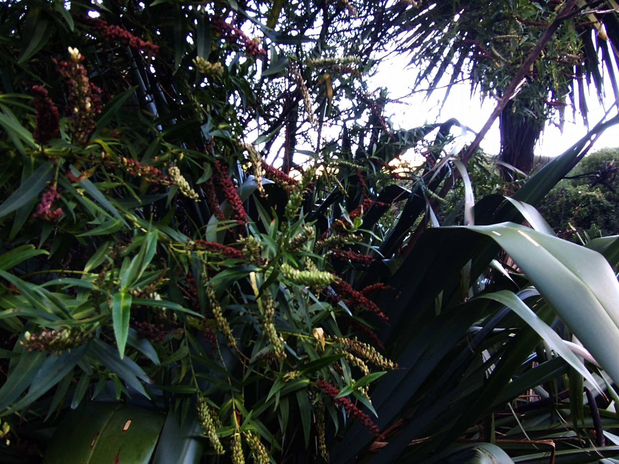 Woodburn Reserve April 2021 | Friends of Tawa Bush