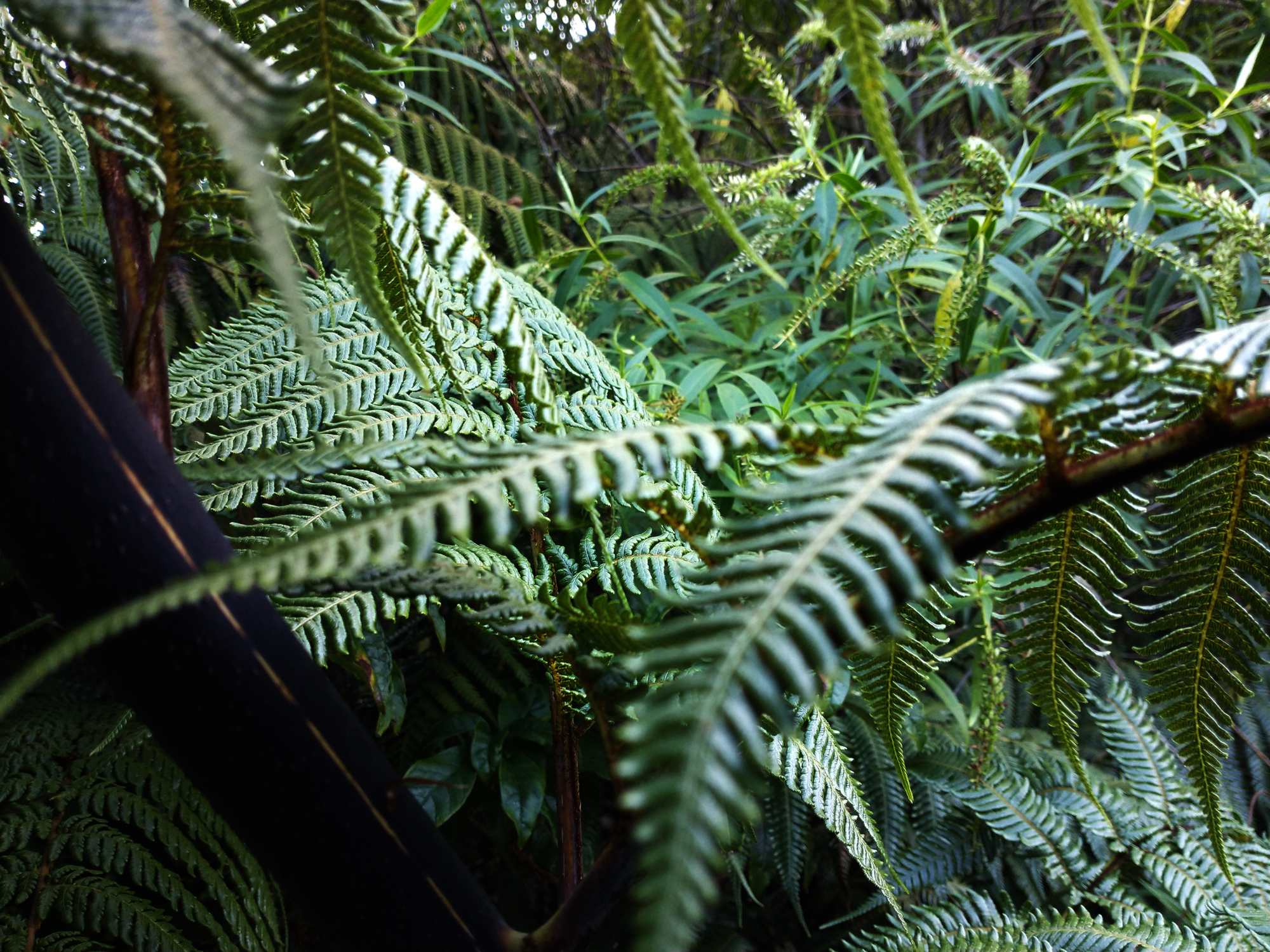 Woodburn Reserve April 2021 | Friends of Tawa Bush