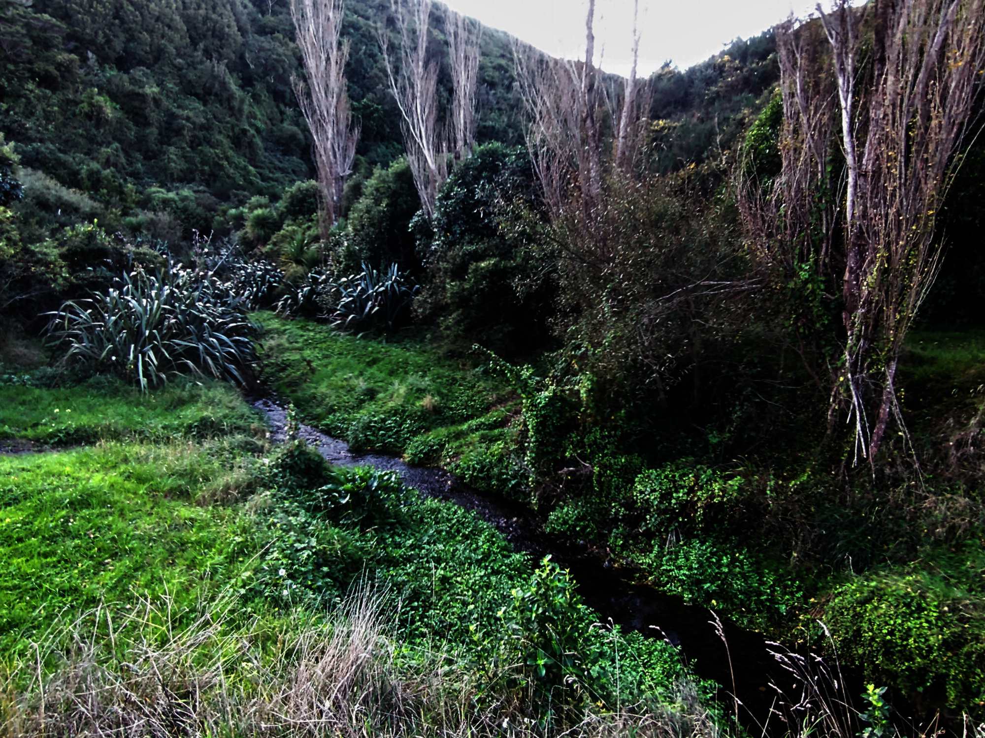 Woodburn Reserve April 2021 | Friends of Tawa Bush