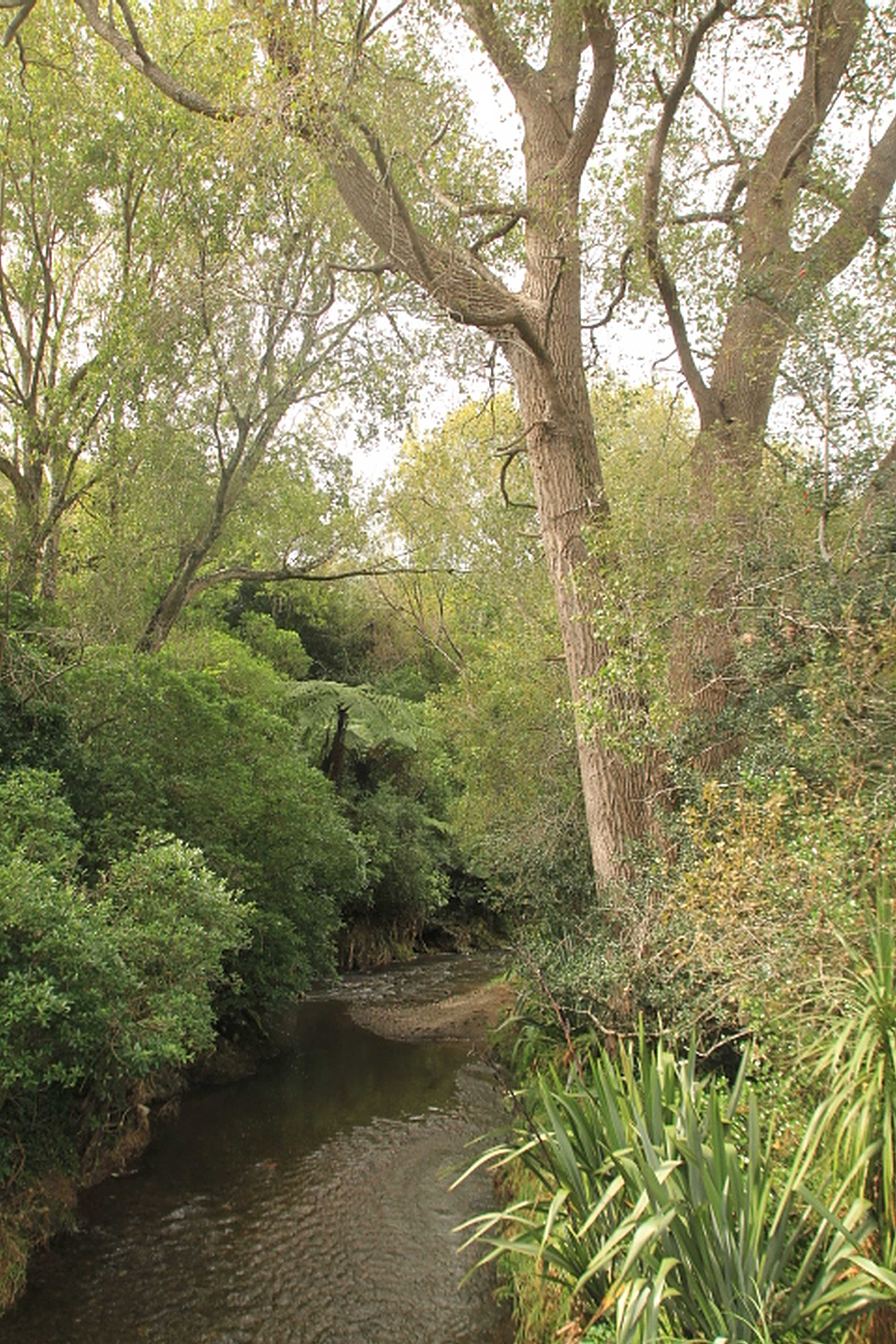 Porirua Stream, Willowbank Reserve