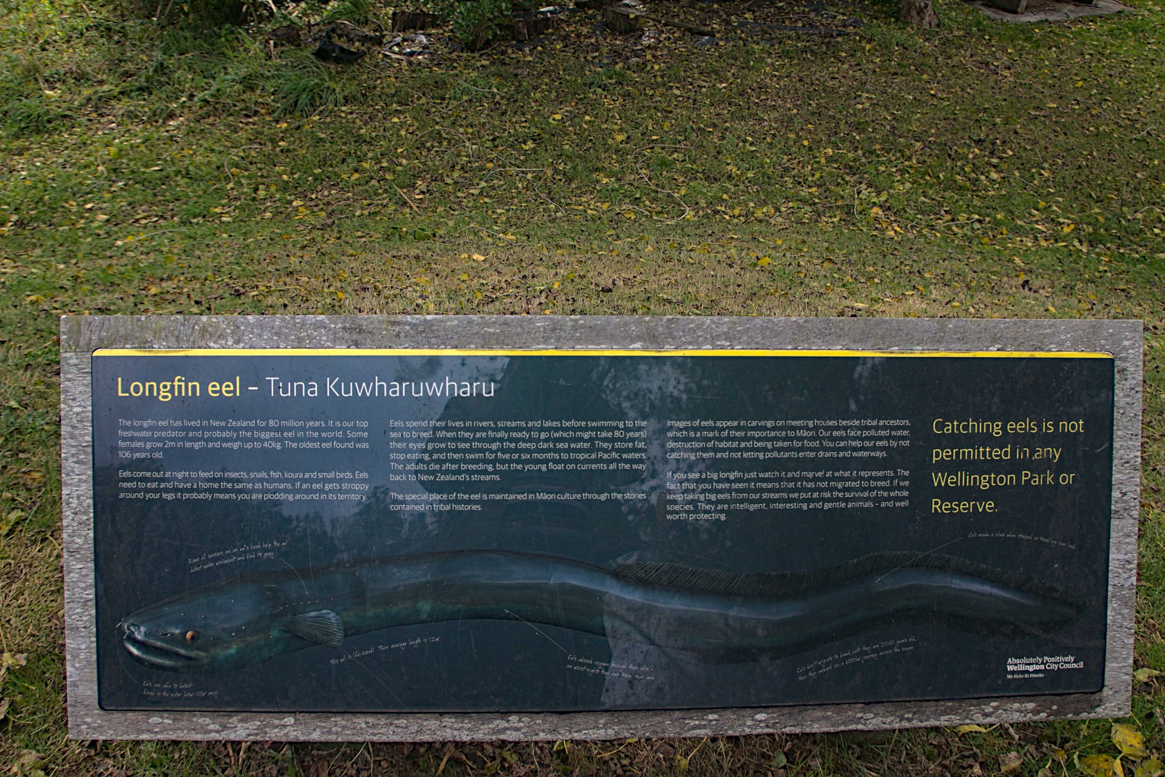 Longfin eel sign at Willowbank Reserve. Tuna Kuwharuwharu
