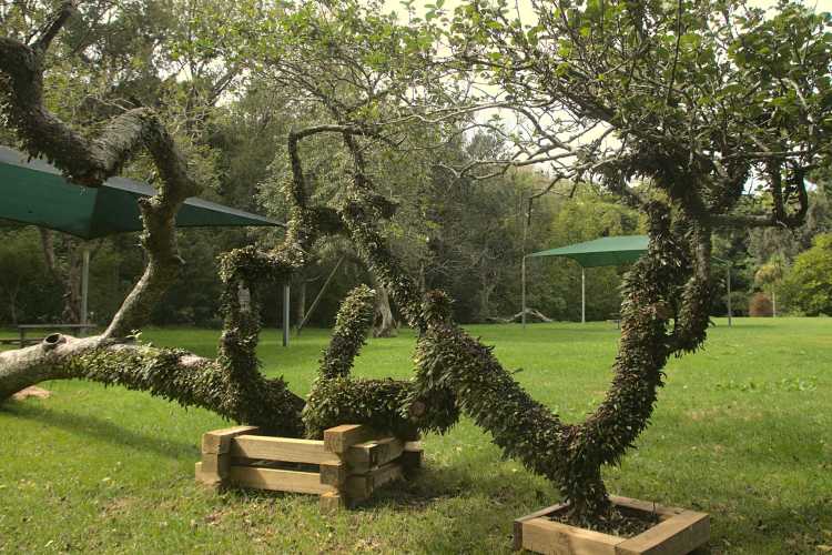 Willowbank Reserve preserved fallen heritage apple tree with Willowbank Reserve Leatherleaf fern Pyrrosia eleagnifolia