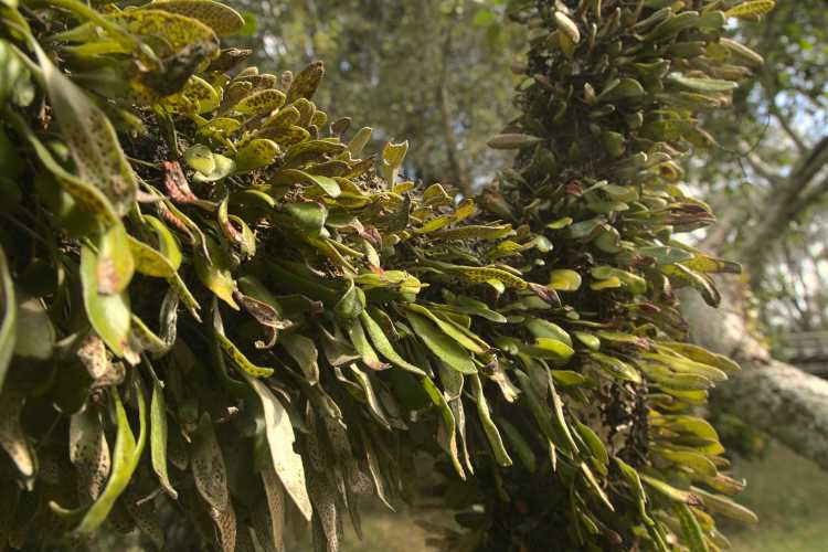 Willowbank Reserve Leatherleaf fern Pyrrosia eleagnifolia
