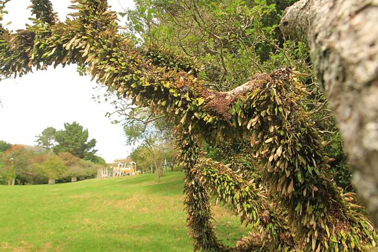 Leatherleaf fern Pyrrosia eleagnifolia